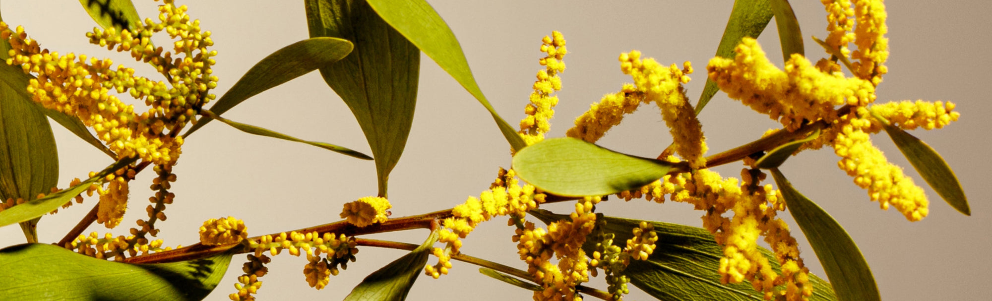 The Top Three Cleaning Tips for Springtime