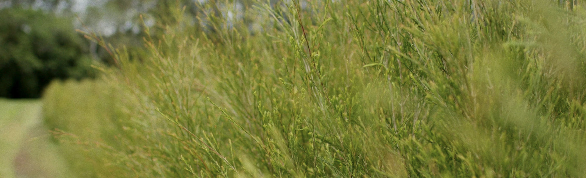 From the leaf to your living room, the bark to your bedside