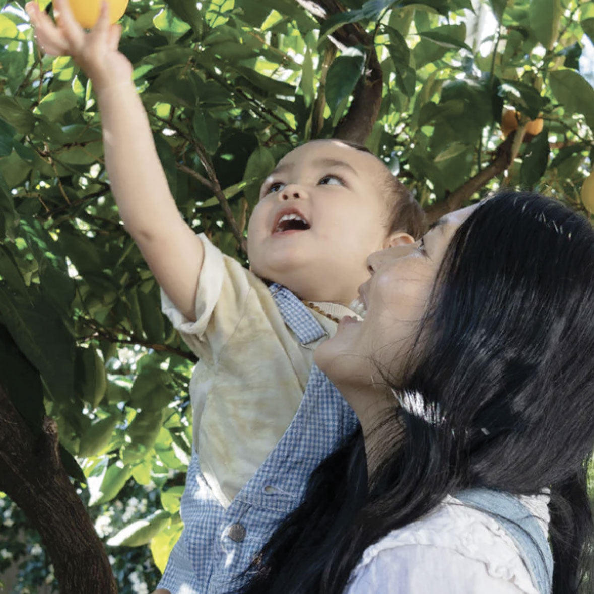 Woman holding child up to pick an orange