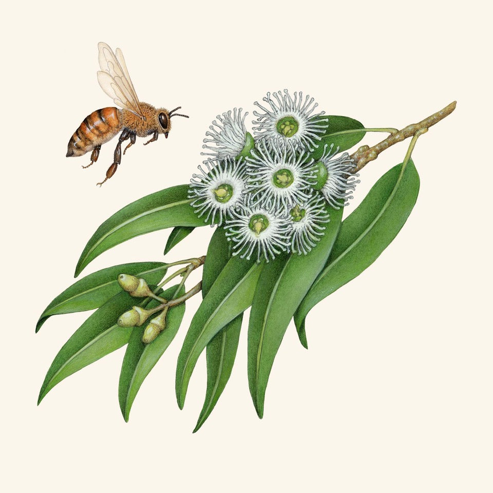 Koala Eco says no to chemicals the future of sustainable business in