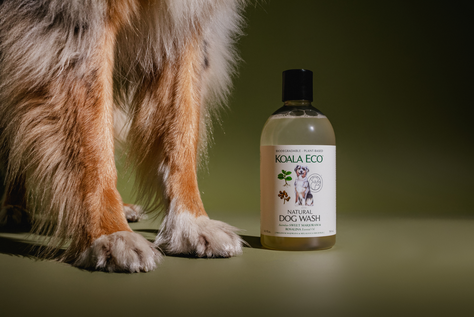 The best essential oils for dogs