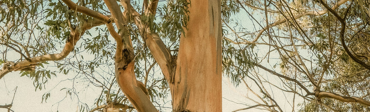 The Intelligence of Plants - A Koala Eco Field Journal