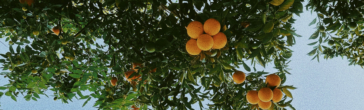The Intelligence of Plants - A Koala Eco Field Journal