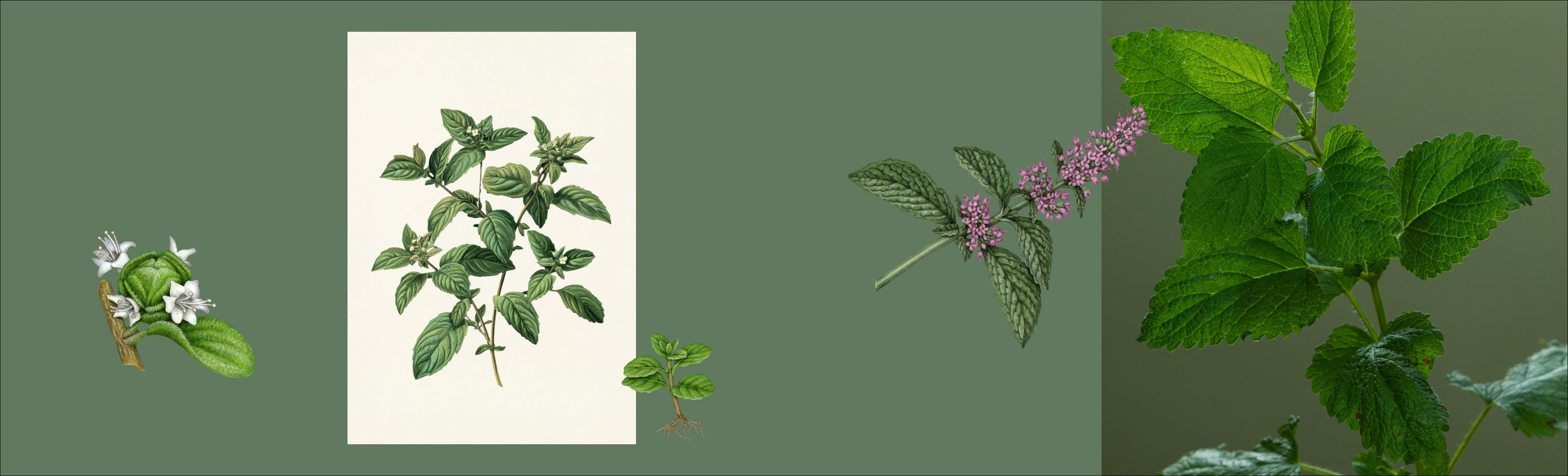 The Sunday Reset - Inspired by Peppermint [Mentha piperita] – KOALA ECO