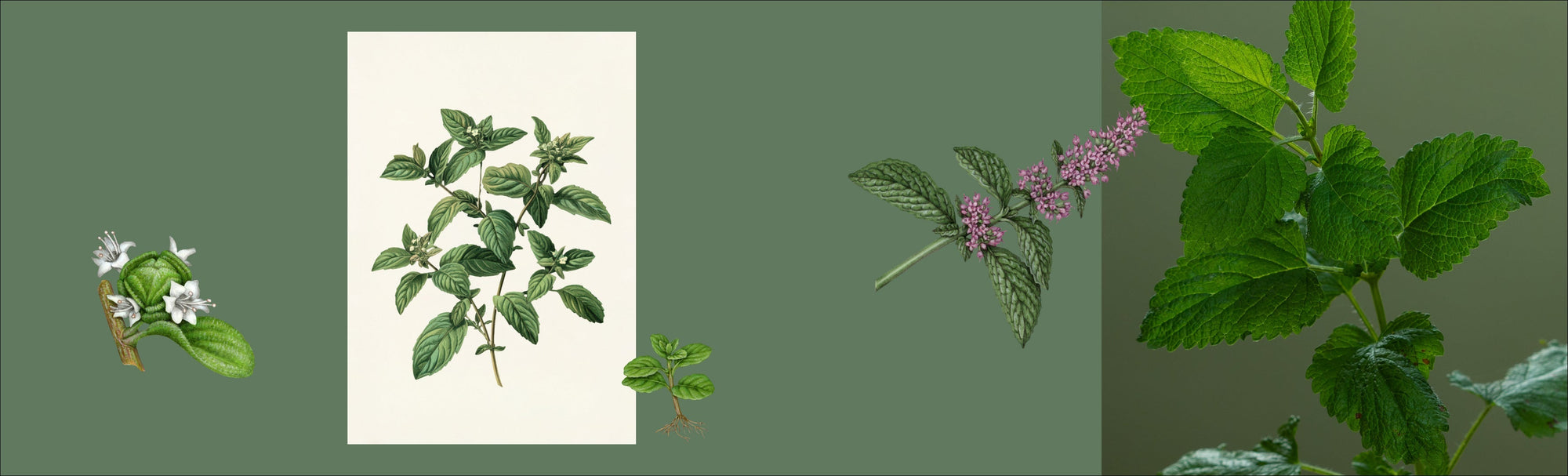 The Sunday Reset - Inspired by Peppermint [Mentha piperita]