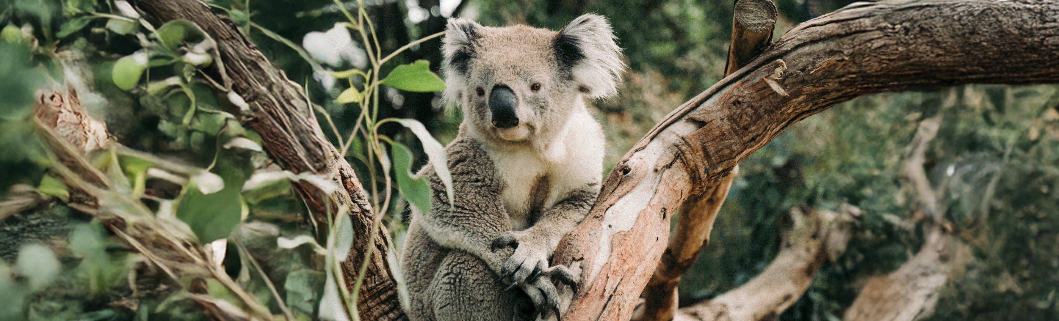 Keeping ‘nature positive’ this World Wildlife Conservation Day KOALA ECO