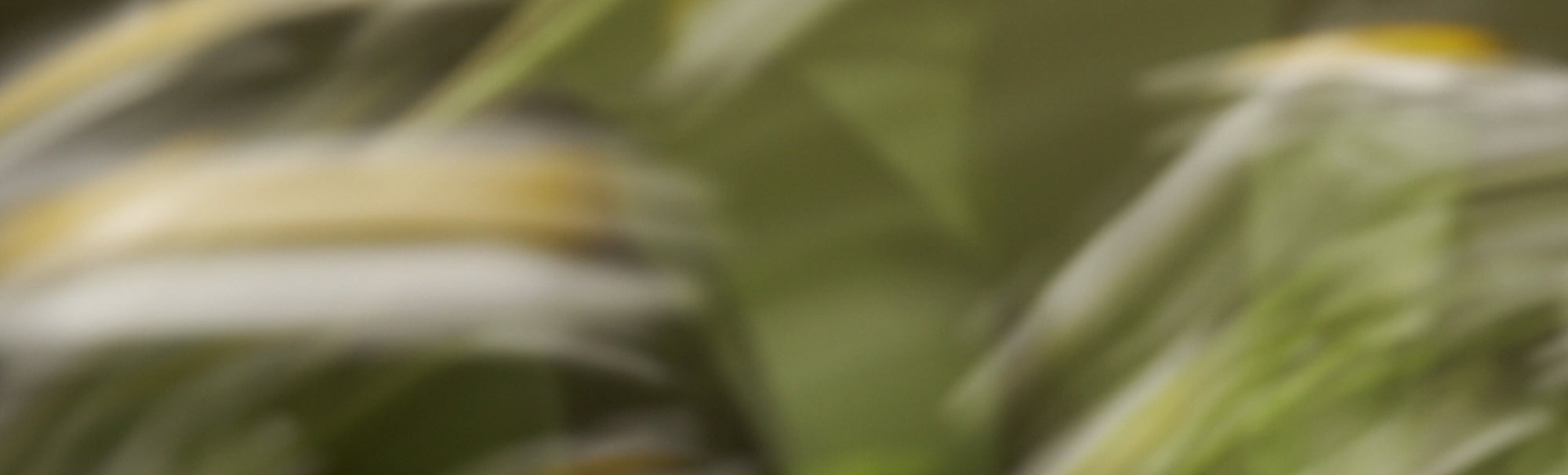 What colours can you smell in our Laundry Wash?