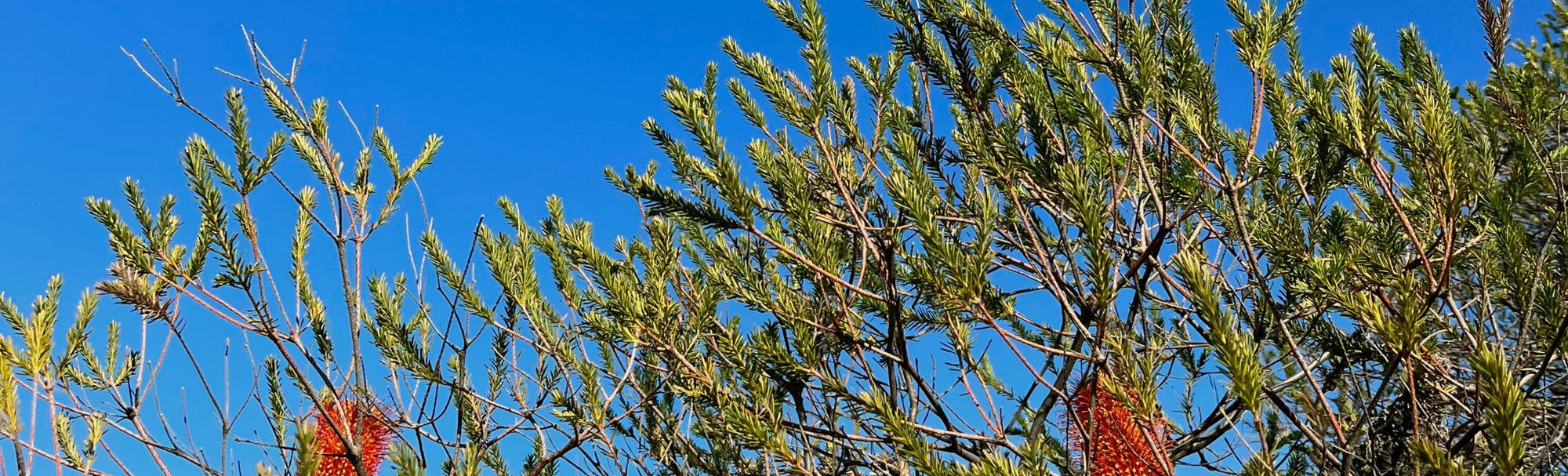 ‘Green time’ in Sydney and Minnesota