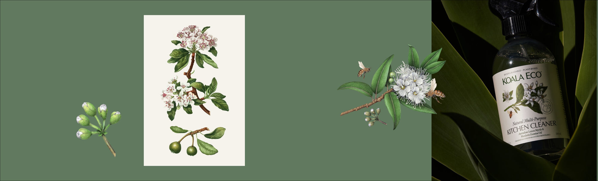 The Sunday Reset - Inspired by Lemon Myrtle [Backhousia citriodora]