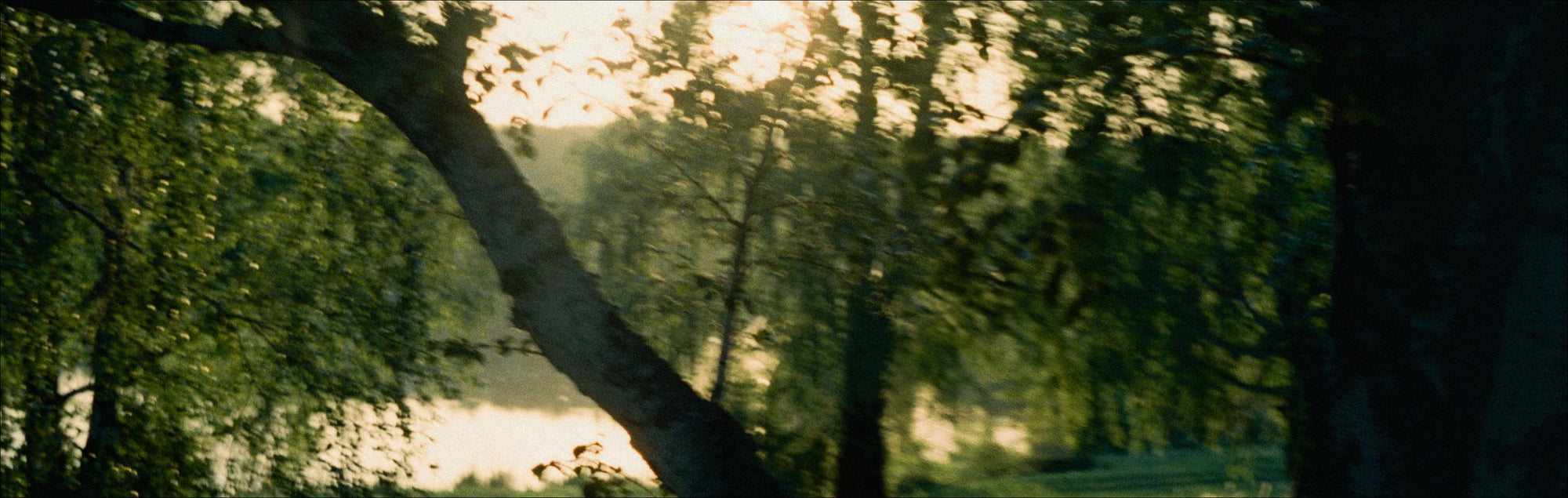 Tuning into trees