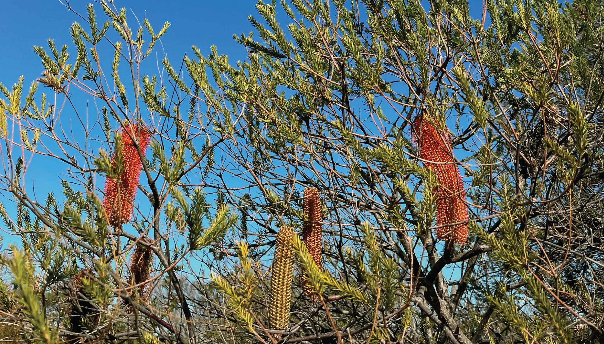 Flannel flowers and migrating whales: a cliff-top walk in Sydney’s Wintertime