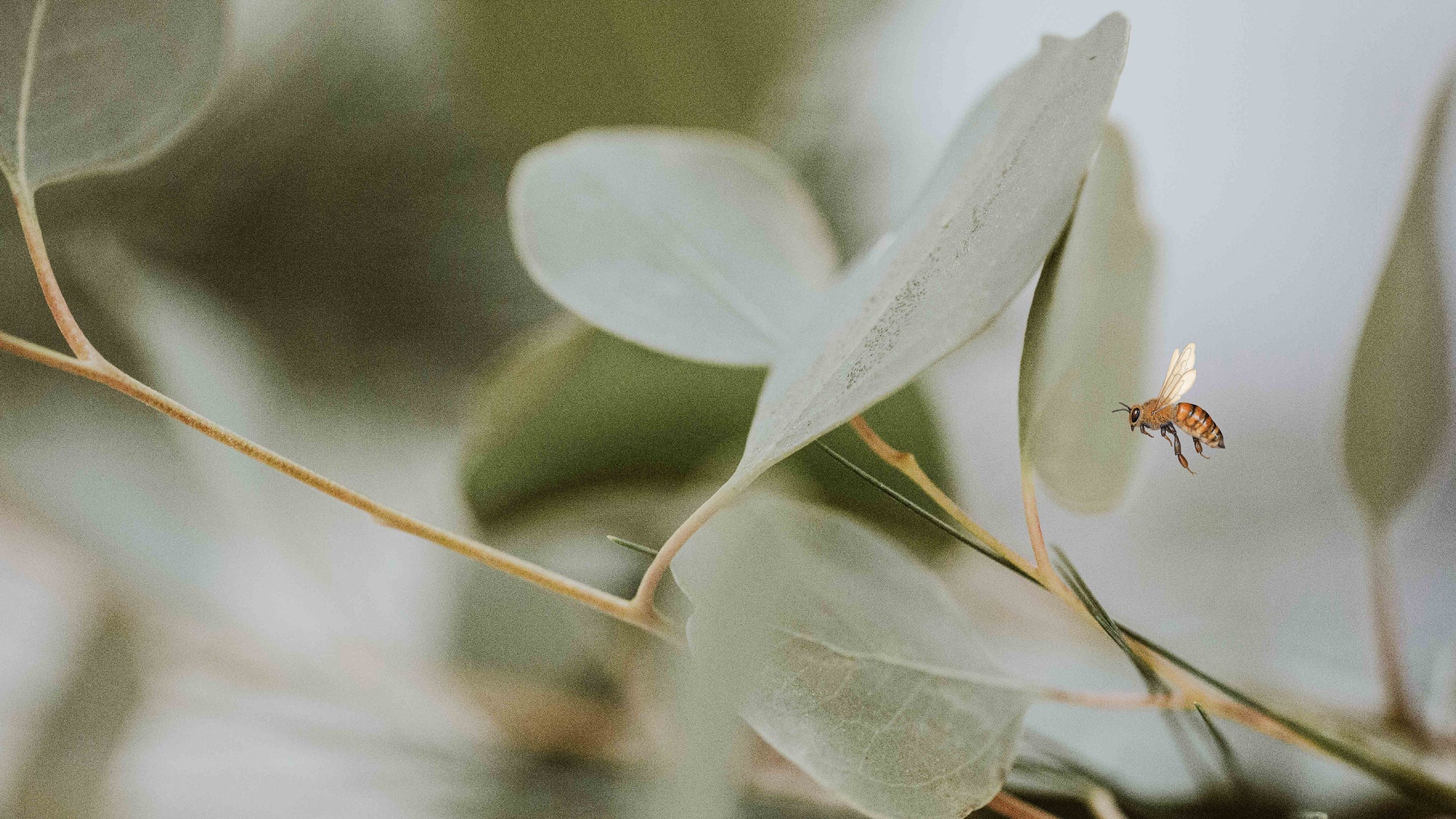 Decorating with Eucalyptus