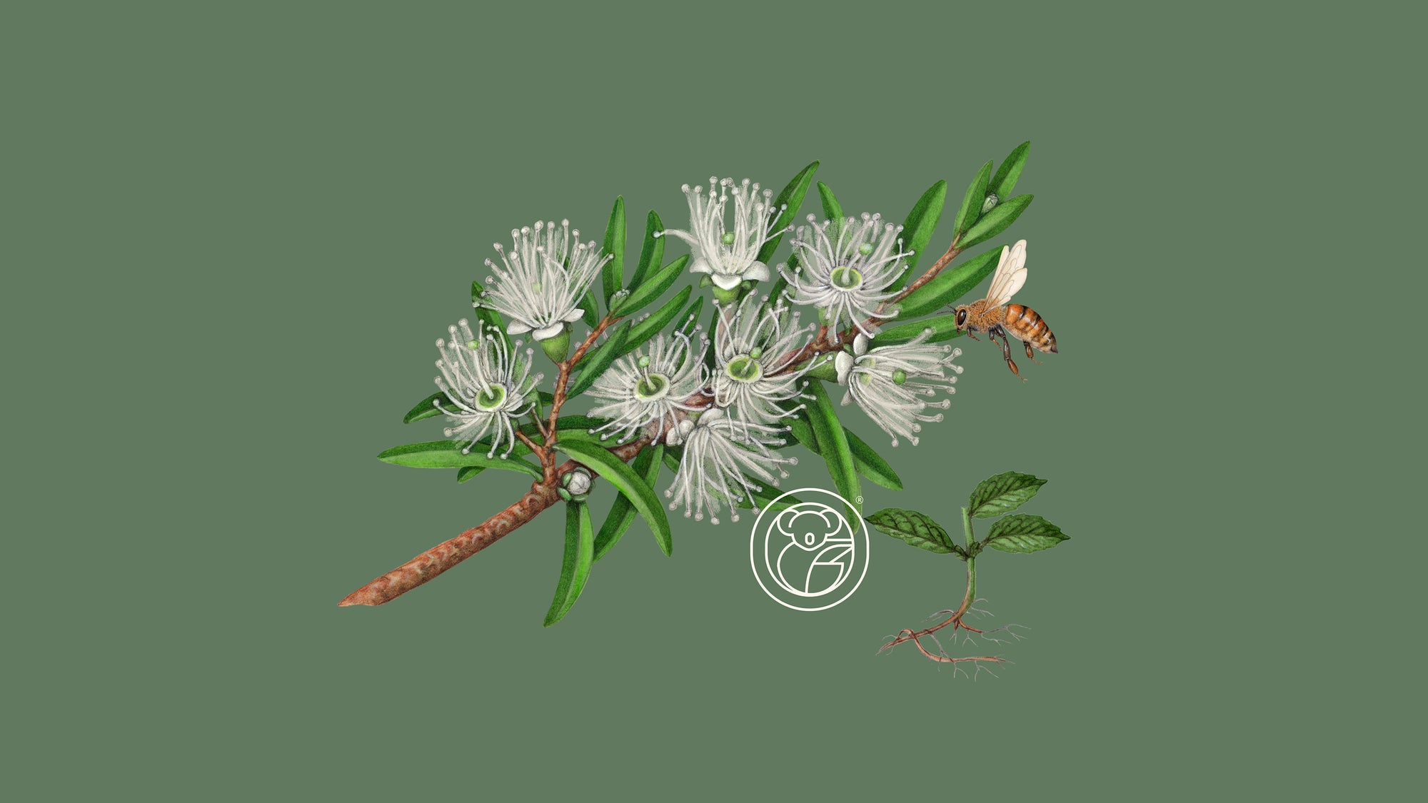 All About Australia’s Lavender Tea Tree