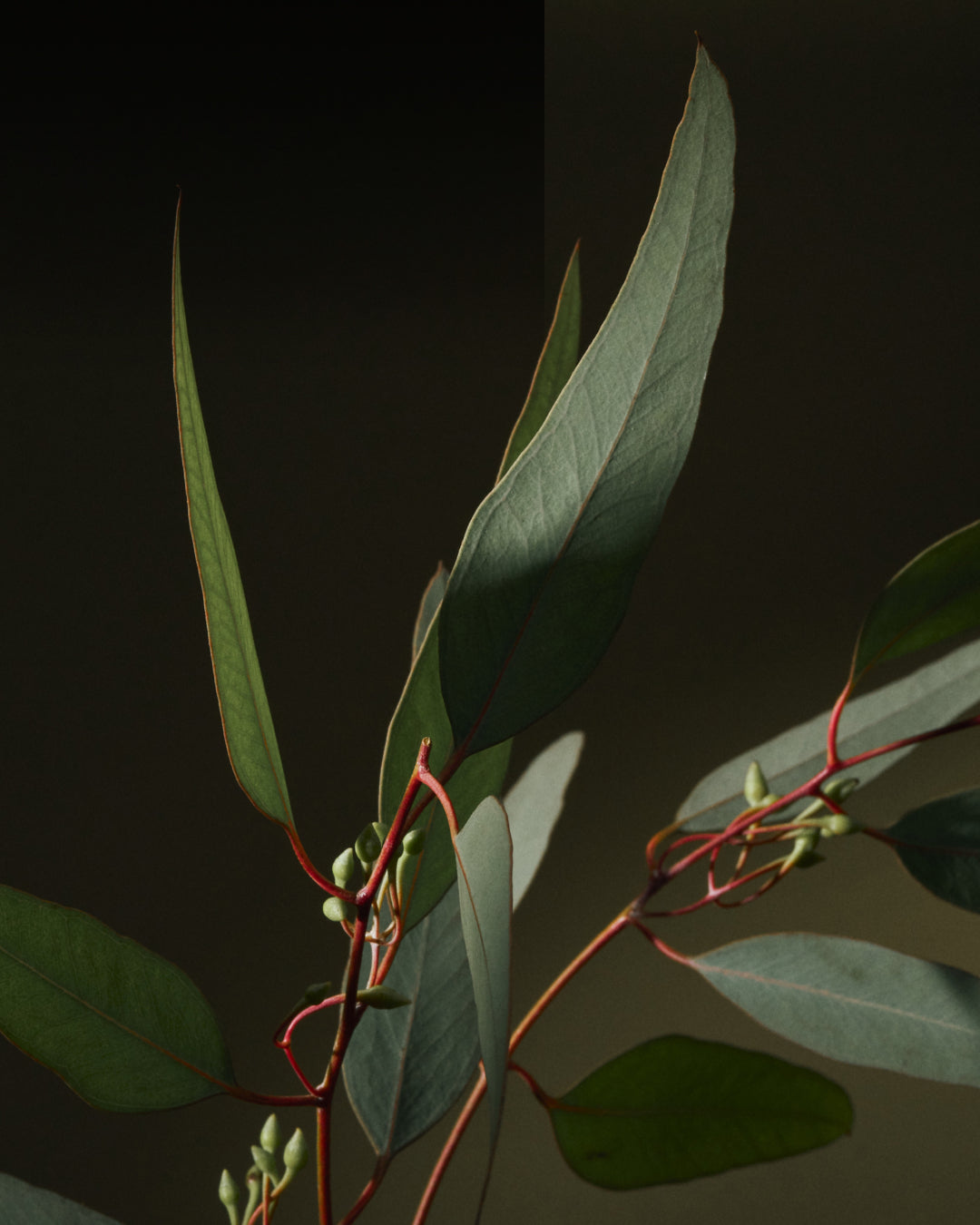 The Design of our Scent Formulations