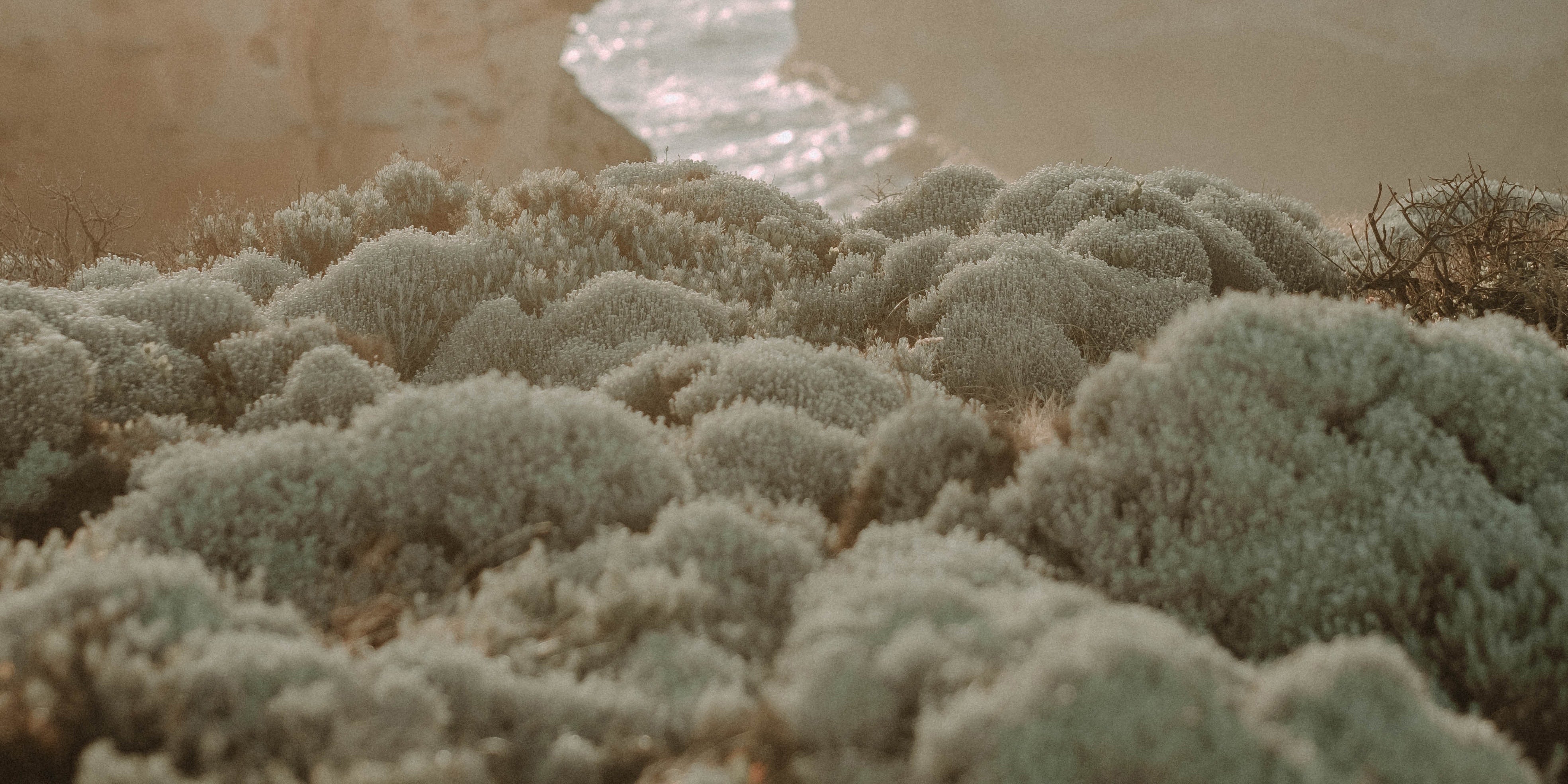#NaturePact: Nurturing Native Nature Nearby – KOALA ECO